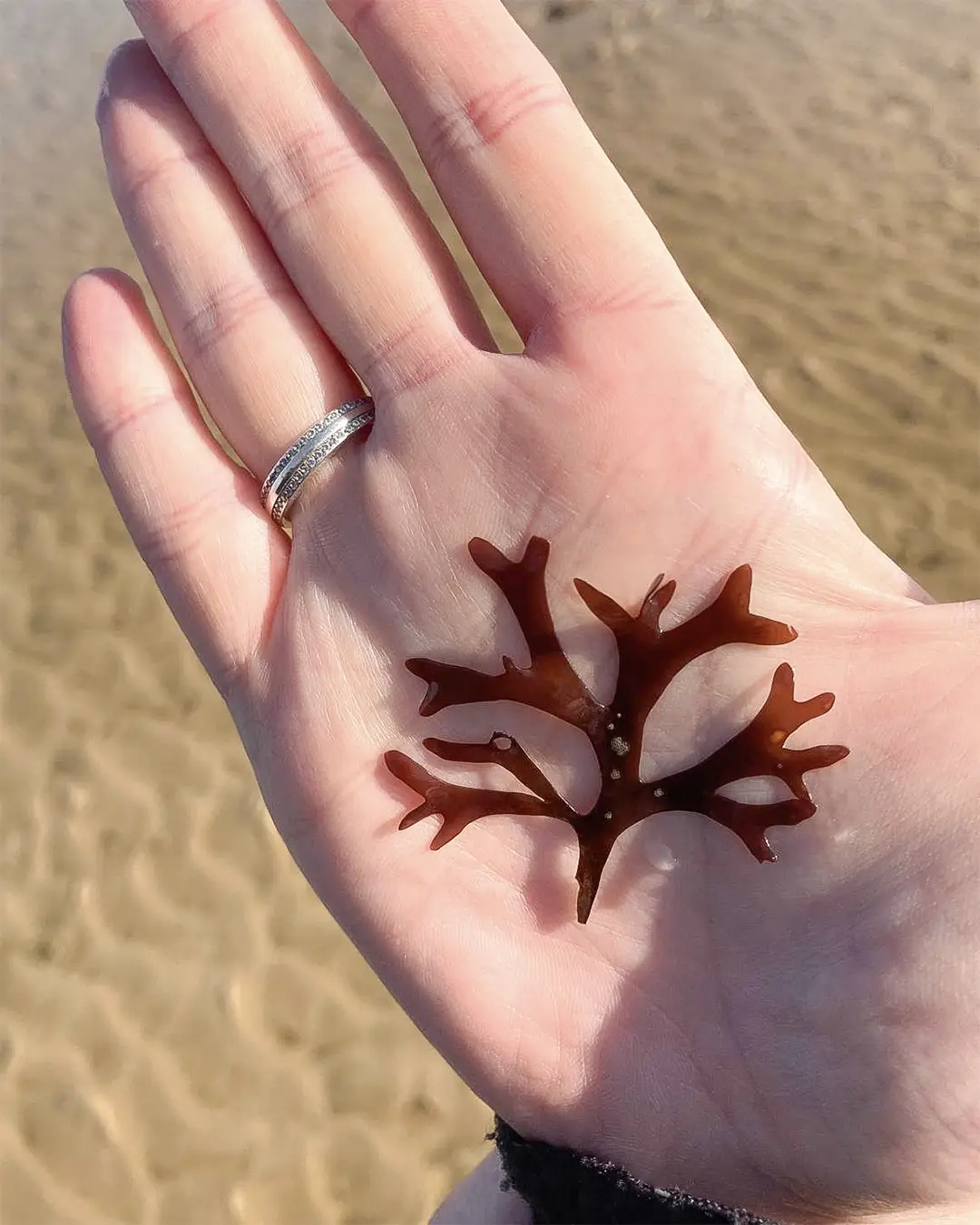 Camille Jourdain sur la plage, tenant une petite algue dans le creux de sa main.